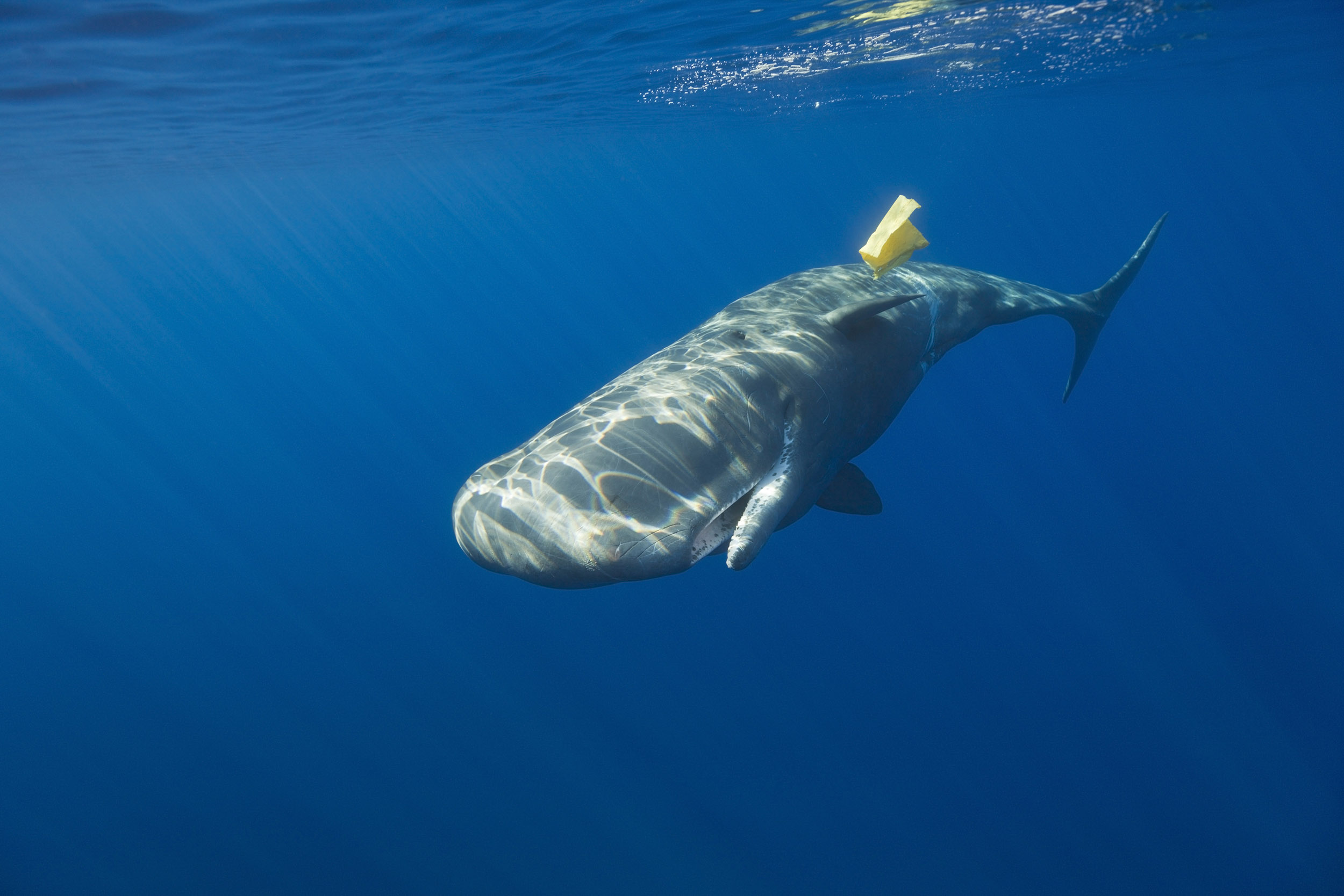A whale with plastic waste under the water
