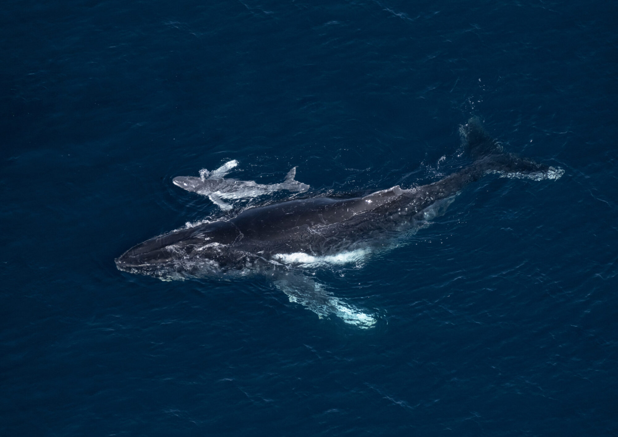 A mother and baby whale in the ocean