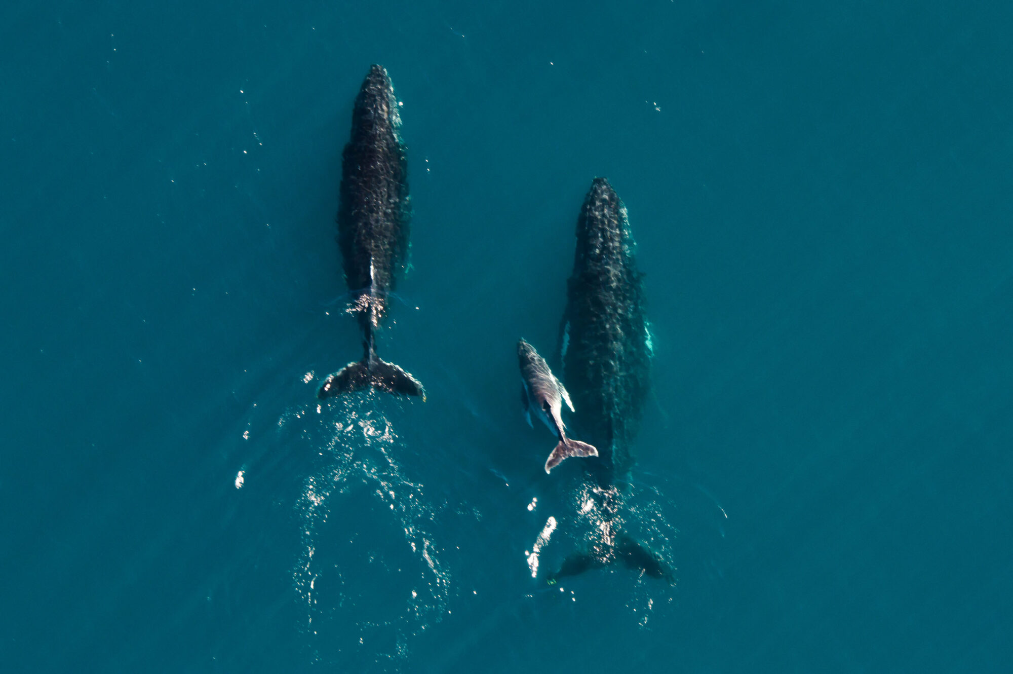 Two big whales with a baby whale happily jumping out of the water