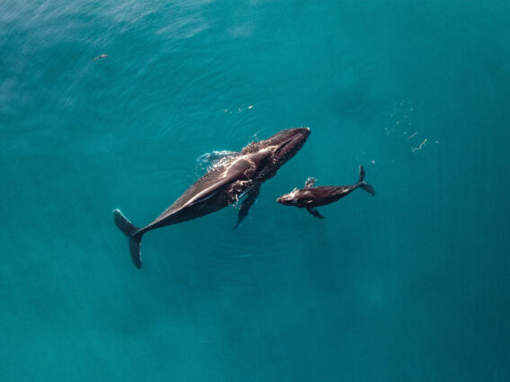 Aerial view of grey humpback whales, a mother and baby, against a turquoise blue sea.