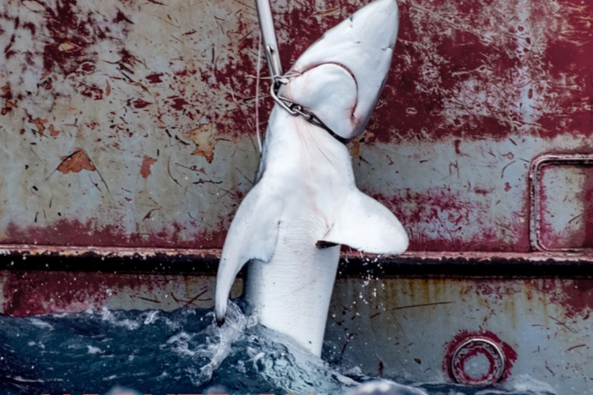 Cover of the hooked on sharks report showing a dead shark being pulled out of the ocean up the side of a ship.