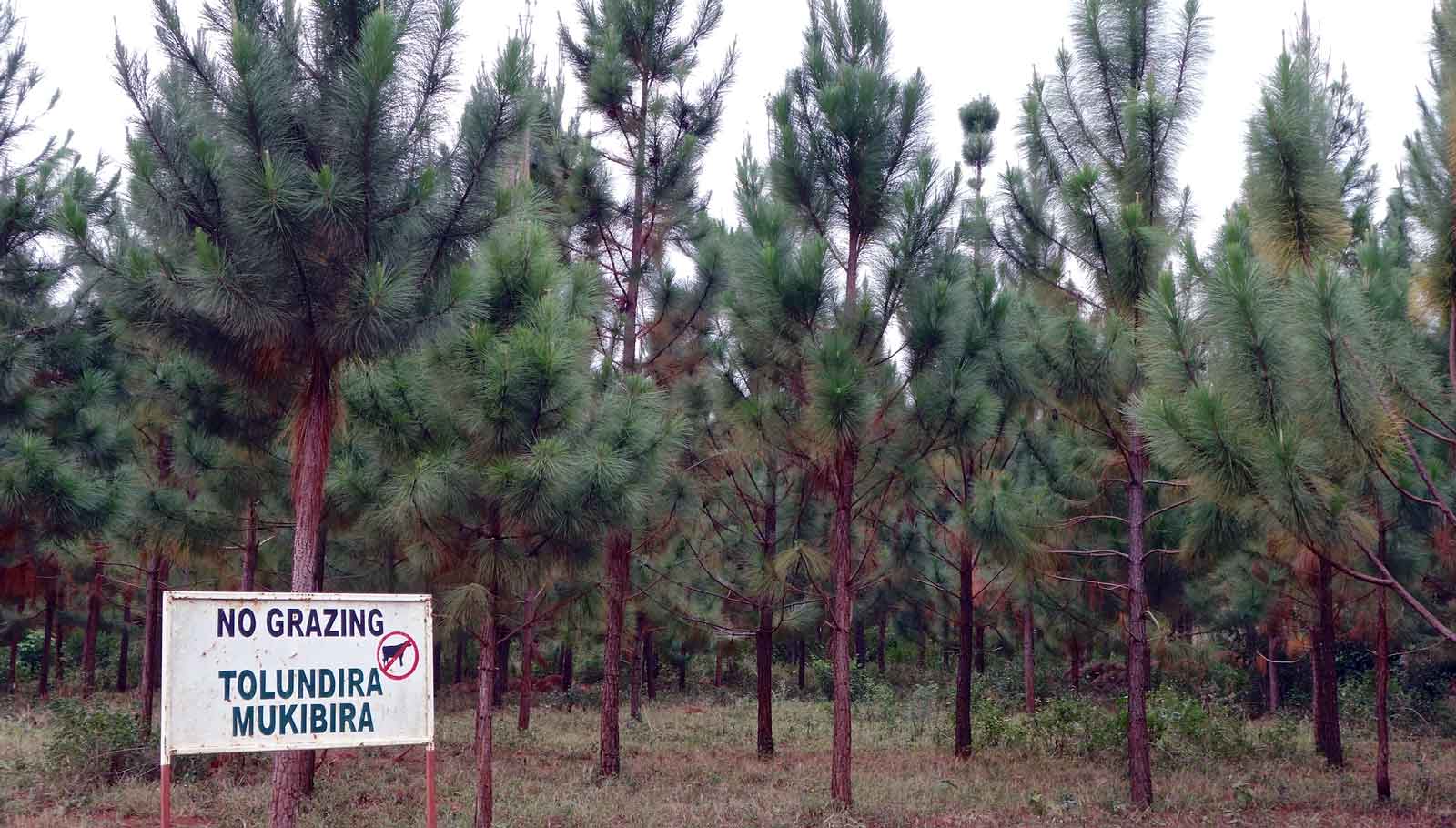 A cluster of young-ish evergreen trees. In the foreground, a large sign reads 'No grazing. Tolundira mukibira.'