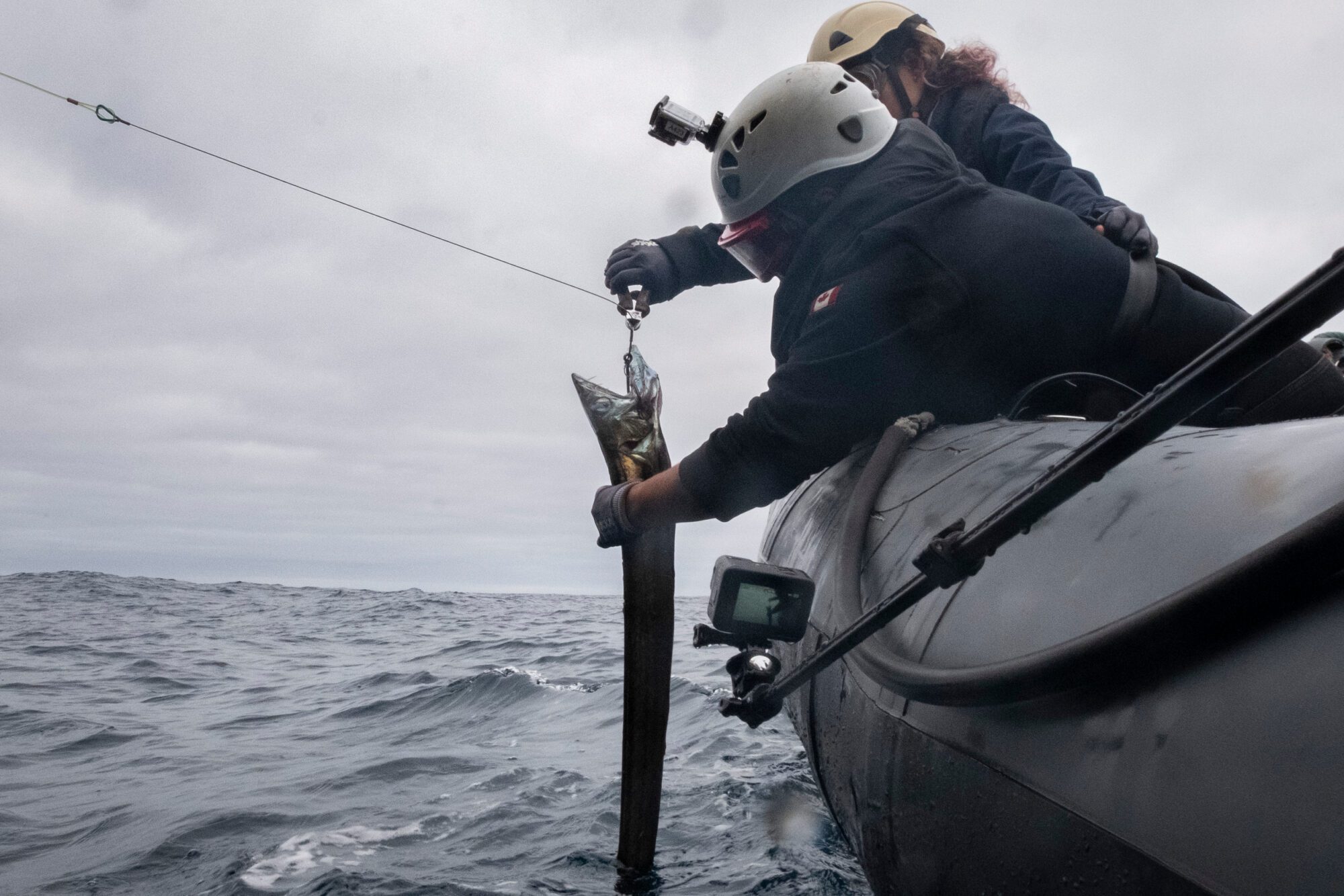 Activist in an inflatable boat use wirecutters to free a lancetfish from a fishing line. One holds the fish out of the water while the other cuts the line.