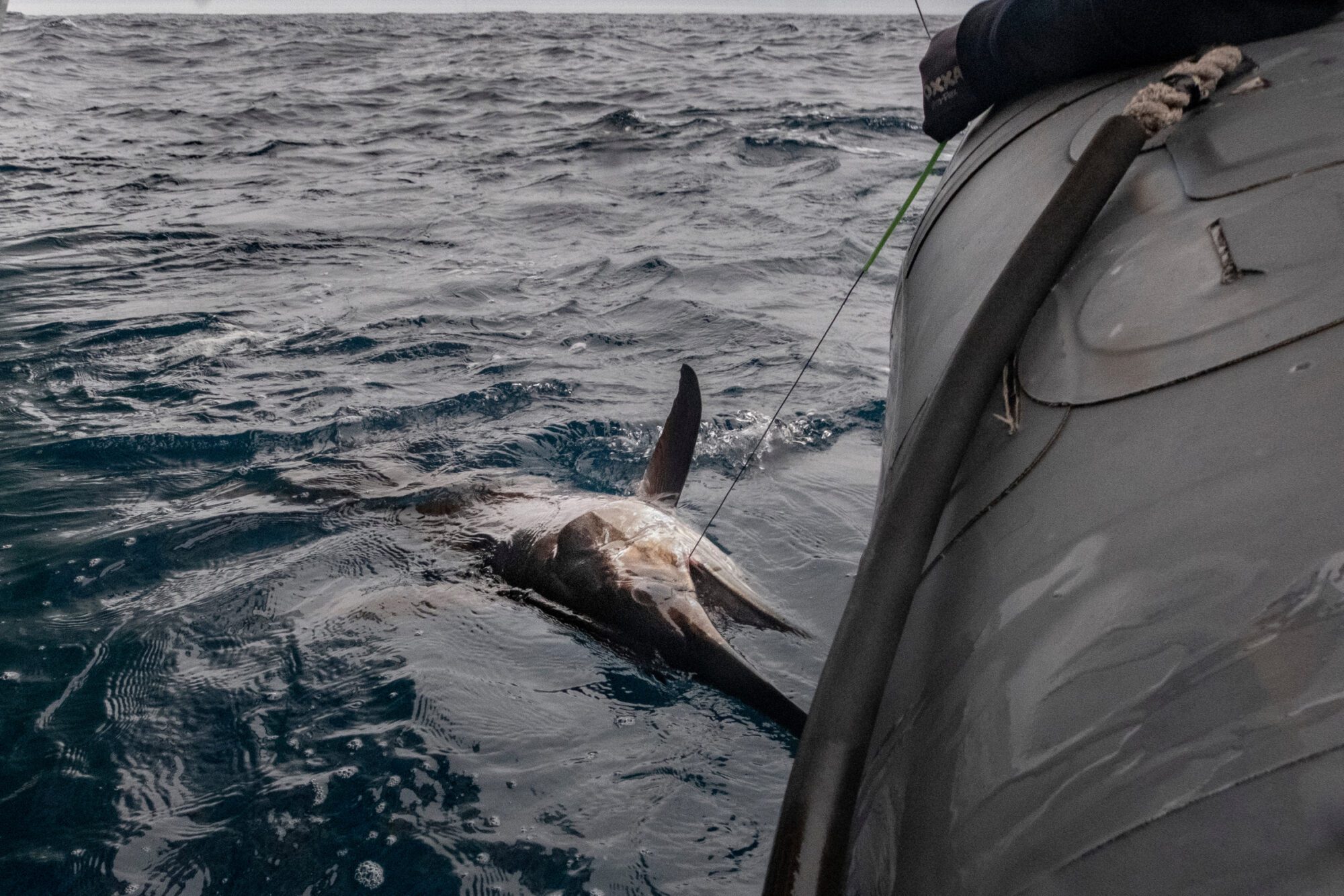 A swordfish caught on a fishing line lies on the surface of the water alongside a black inflatable boat