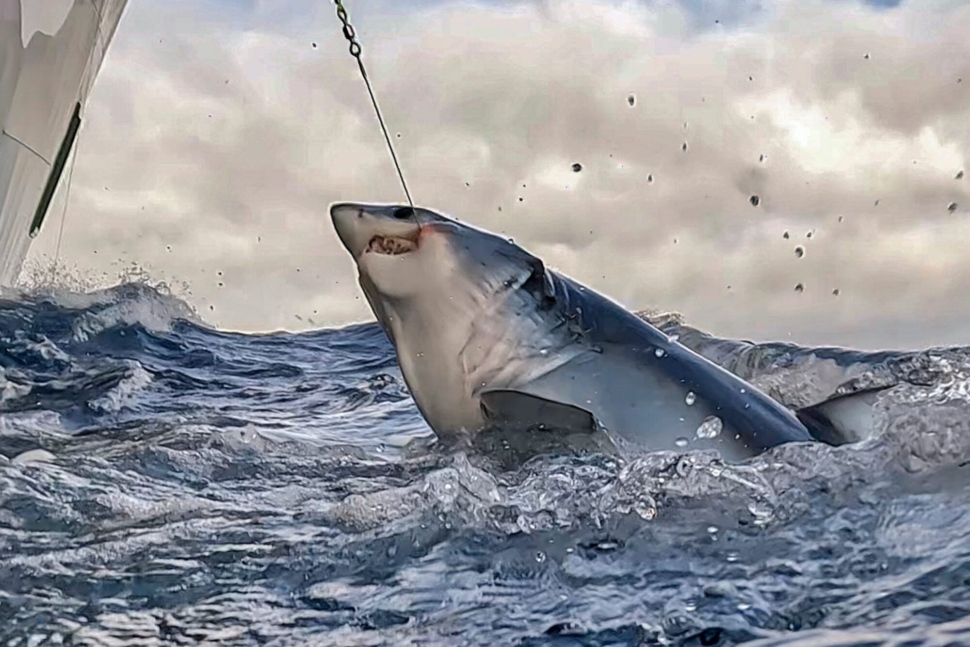 A shark caught on a hooked fishing line emerges from the ocean. The hook pulls painfully on the side of its mouth.