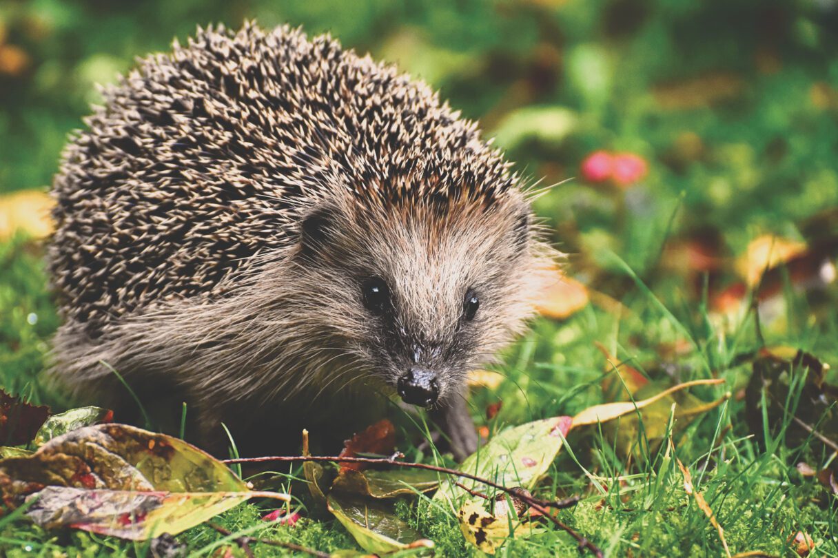 A hedgehog walks across lush green grass covered in fallen leaves.