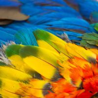 Bright blue, green, yellow, orange and red feathers