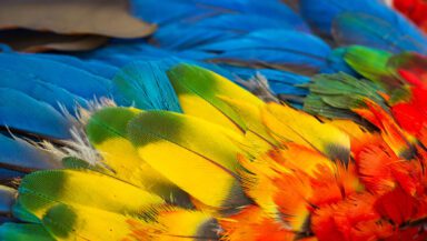 Bright blue, green, yellow, orange and red feathers