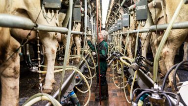 A worker stands in a narrow aisle between densely-packed rows of cows in an industrial milking shed.