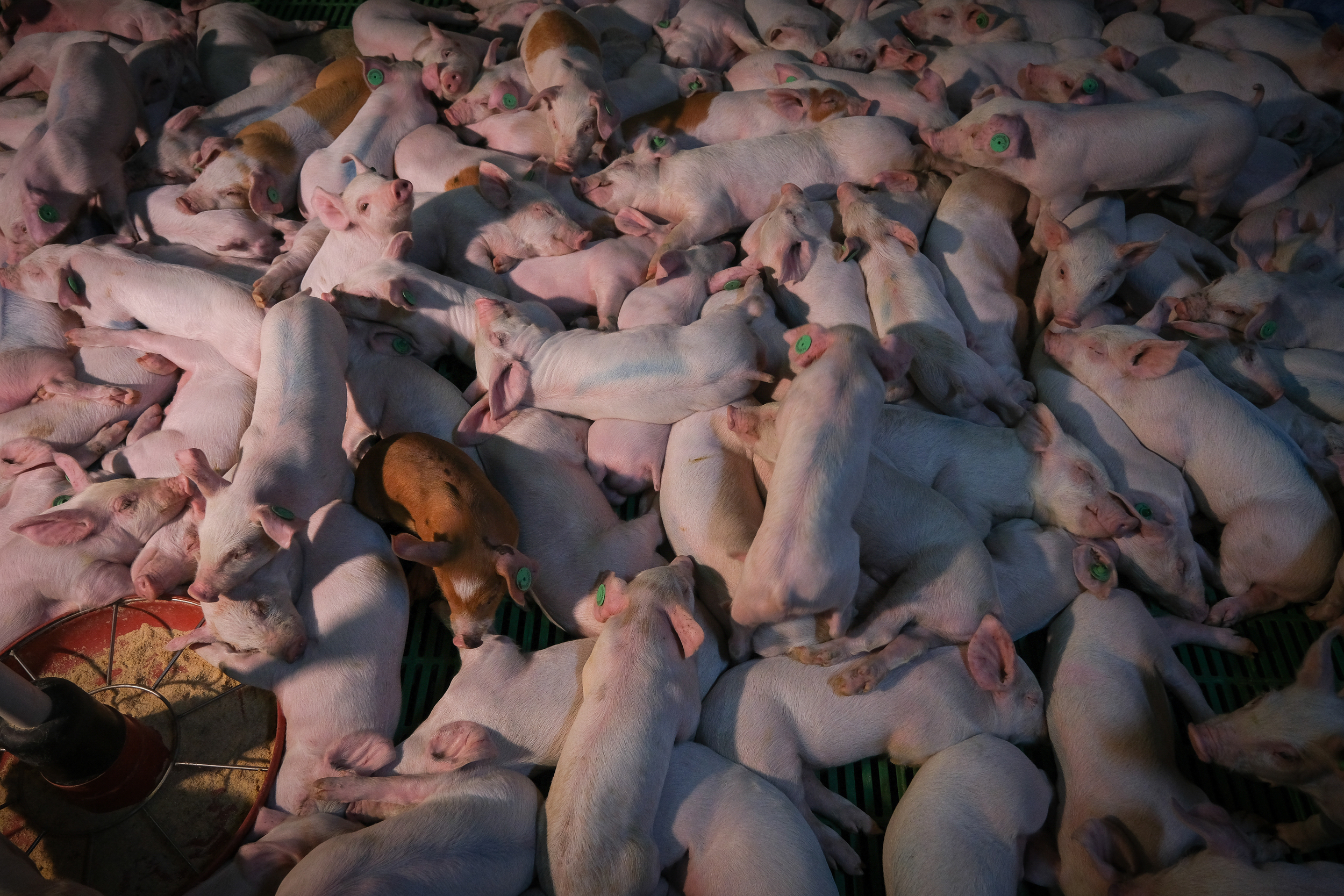 Pigs crowded into a dimly-lit shed. They're packed so tightly that some are lying on top of others, and you can't see the floor.