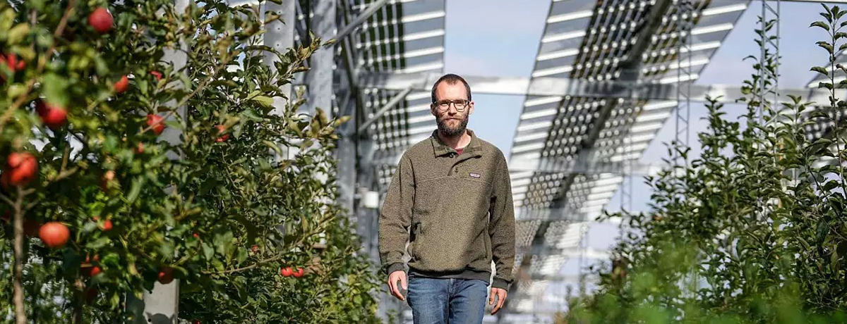 A farmer stands in between rows of apple trees, with solar panels overhead