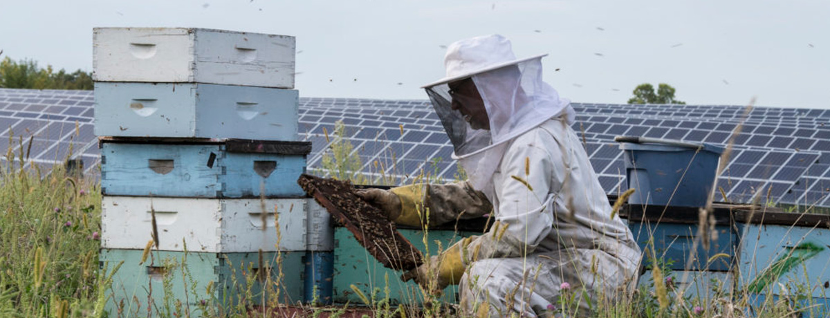 A beekeeper in protective clothing attends to a beehive in a field of solar panels