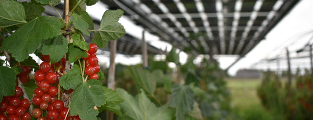Red berries growing on a vine. Solar panels are installed on a metal rack overhead.