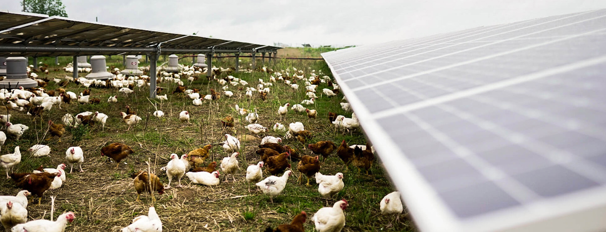 A large flock of chickens forage amongst rows of ground-mounted solar panels