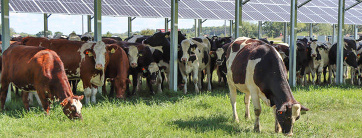 A herd of cows gathers in the shade beneath a row of solar panels