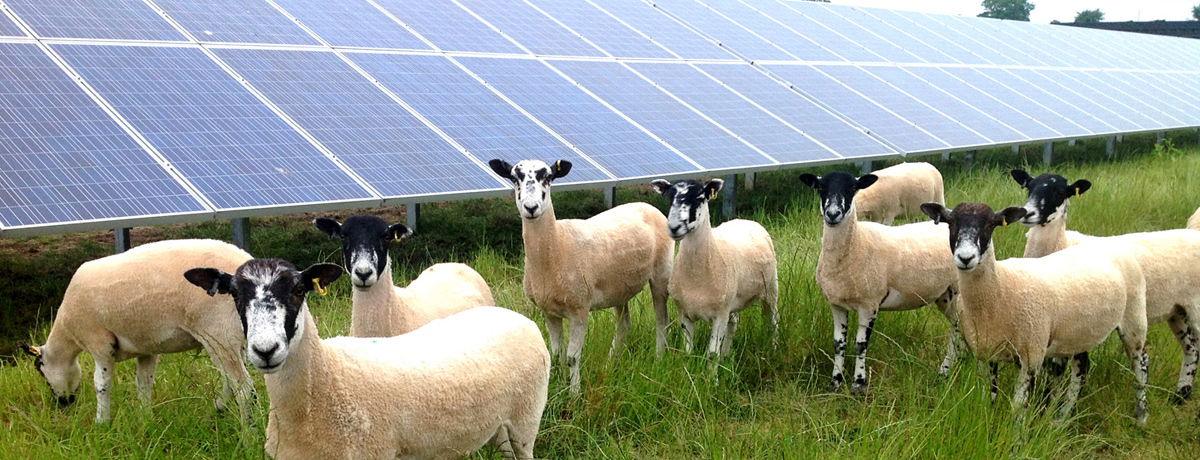 Sheep stand next to ground-mounted solar panels
