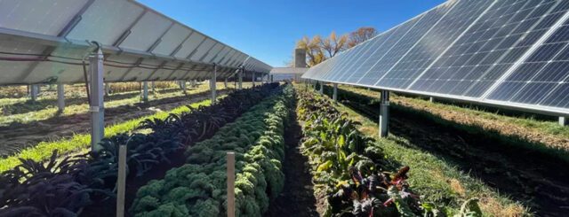 Rows of leafy vegetables grow under rows of solar panels