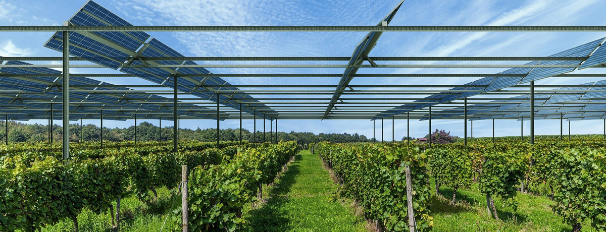 Rows of grapevines grow beneath rows of elevated solar panels