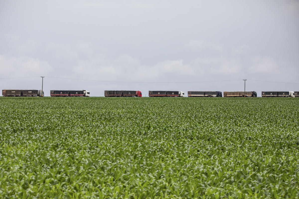 A line of trucks crosses a huge soybean plantation