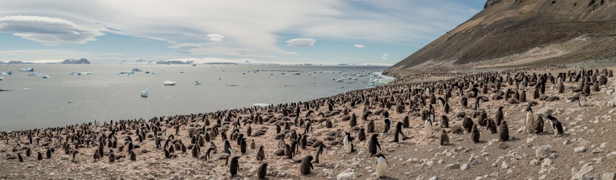 A penguin colony spreads across a beach towards a distant hill and the icy ocean on a clear day.
