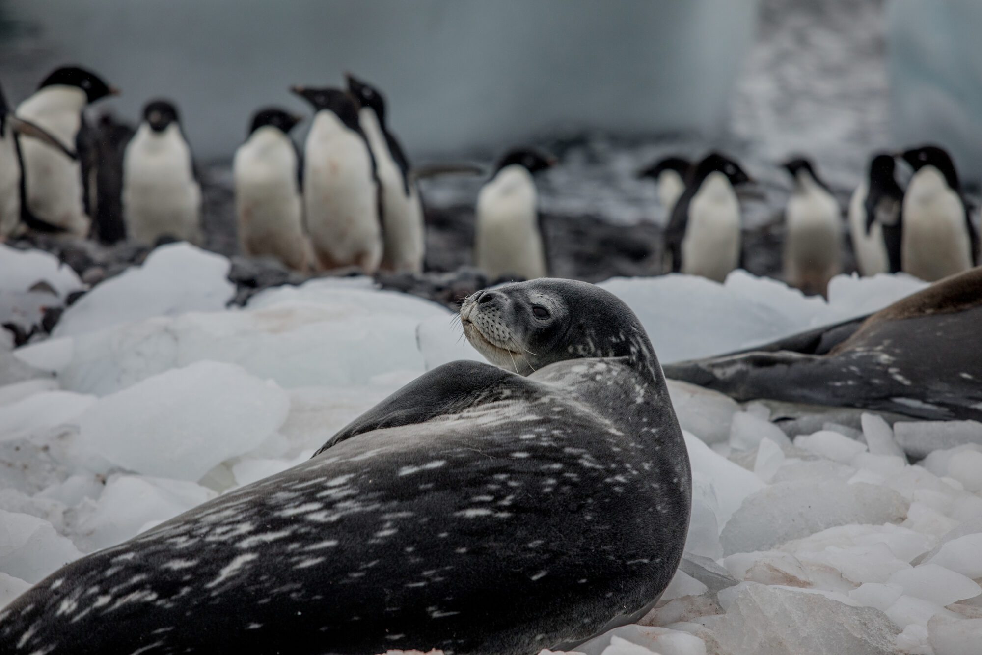 A seal cheekily turns to the camera while lounging on ice in front of a group of penguins.