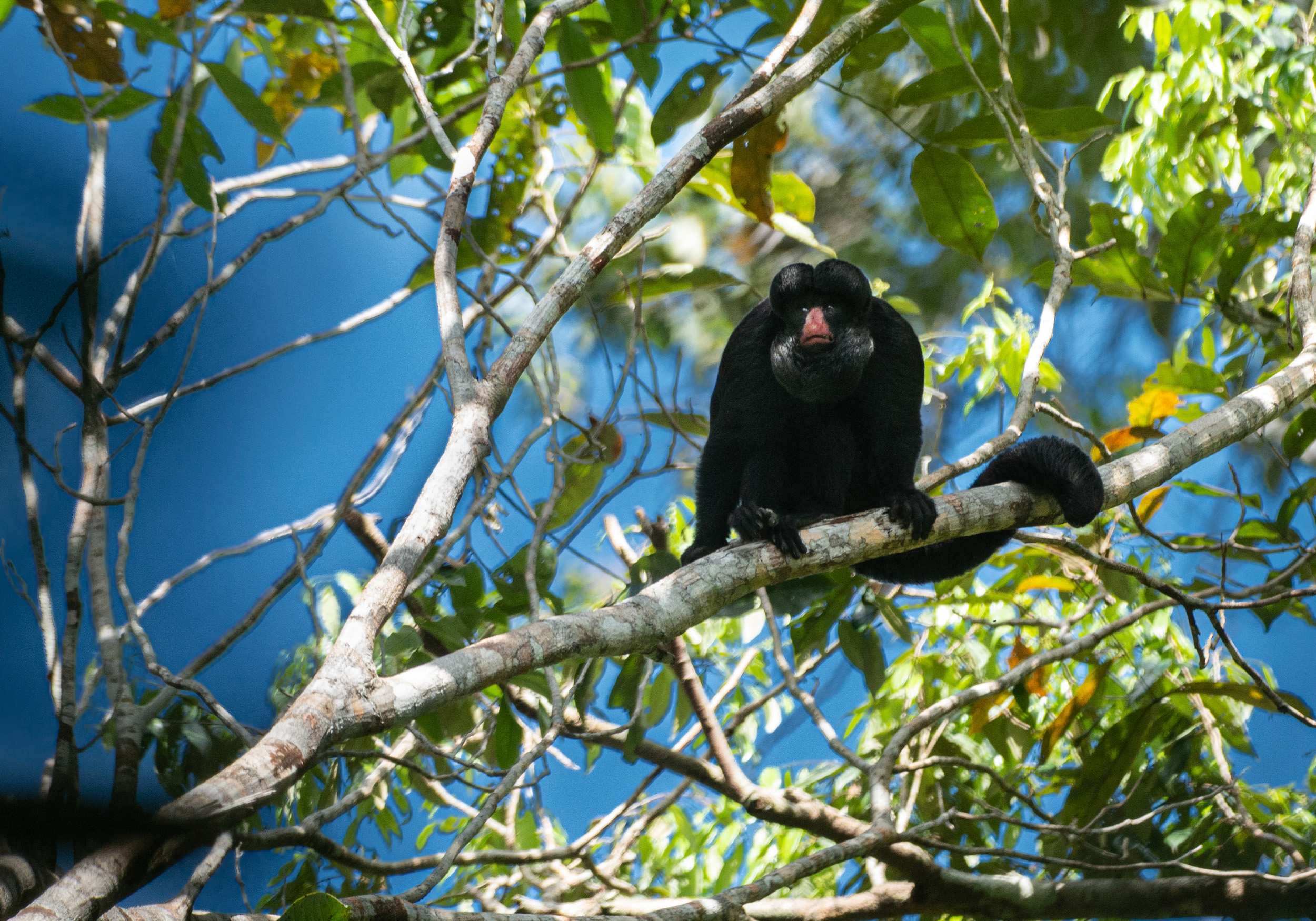 A black monkey with a pinkish nose and mouth sits on a leafy tree on a sunny day.