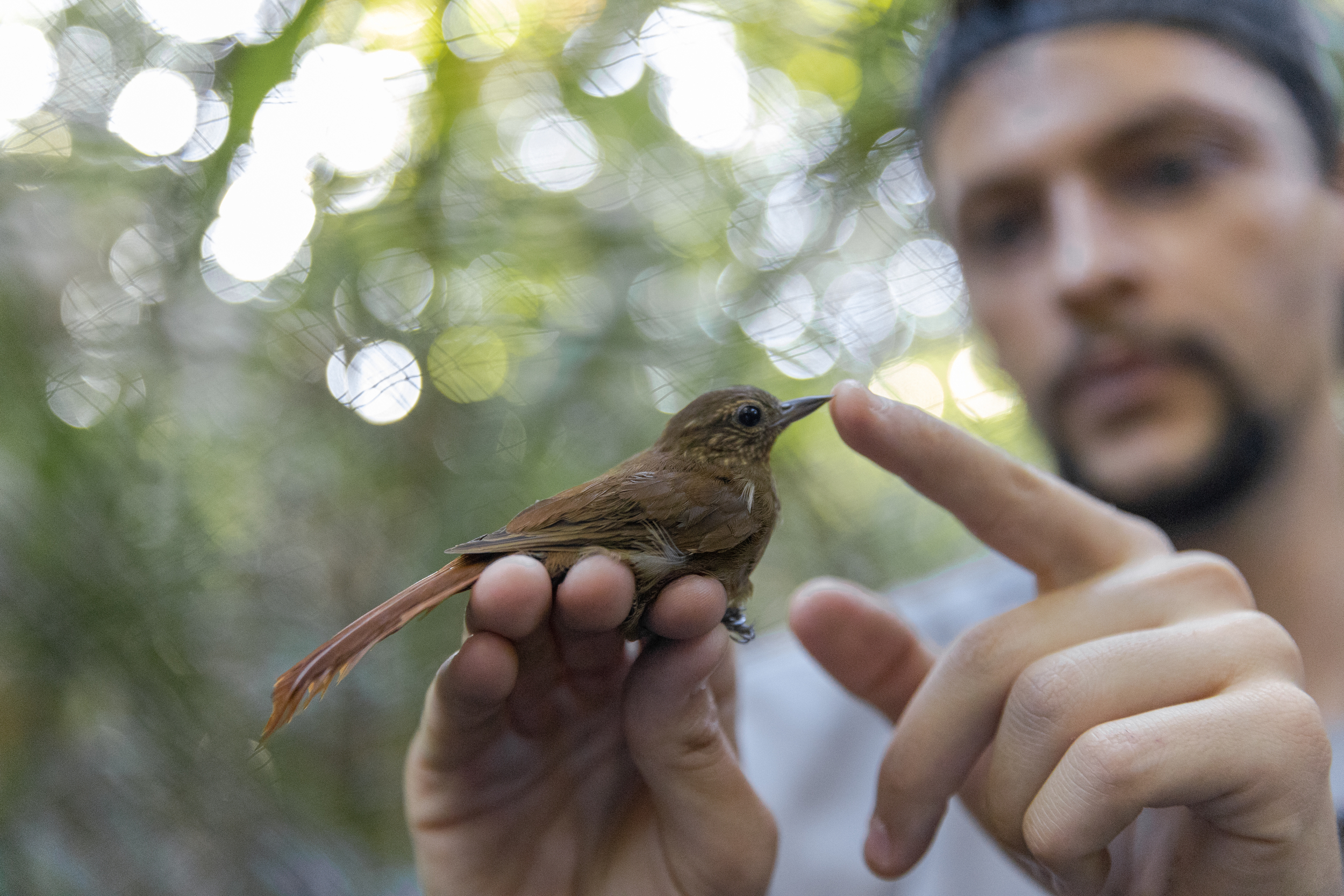 A small brown bird perches on a person’s fingers as they gently touch its beak.