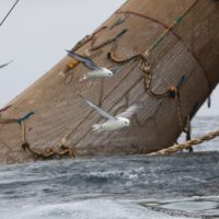 Gulls swarm around a giant fishing net as it's pulled out of the water, weighed down with an enormous catch.
