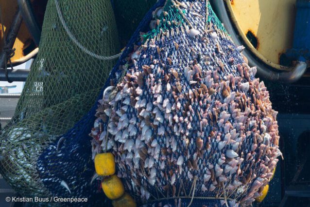 Fish heads stick through the holes of a bulging net as it's lifted from the water