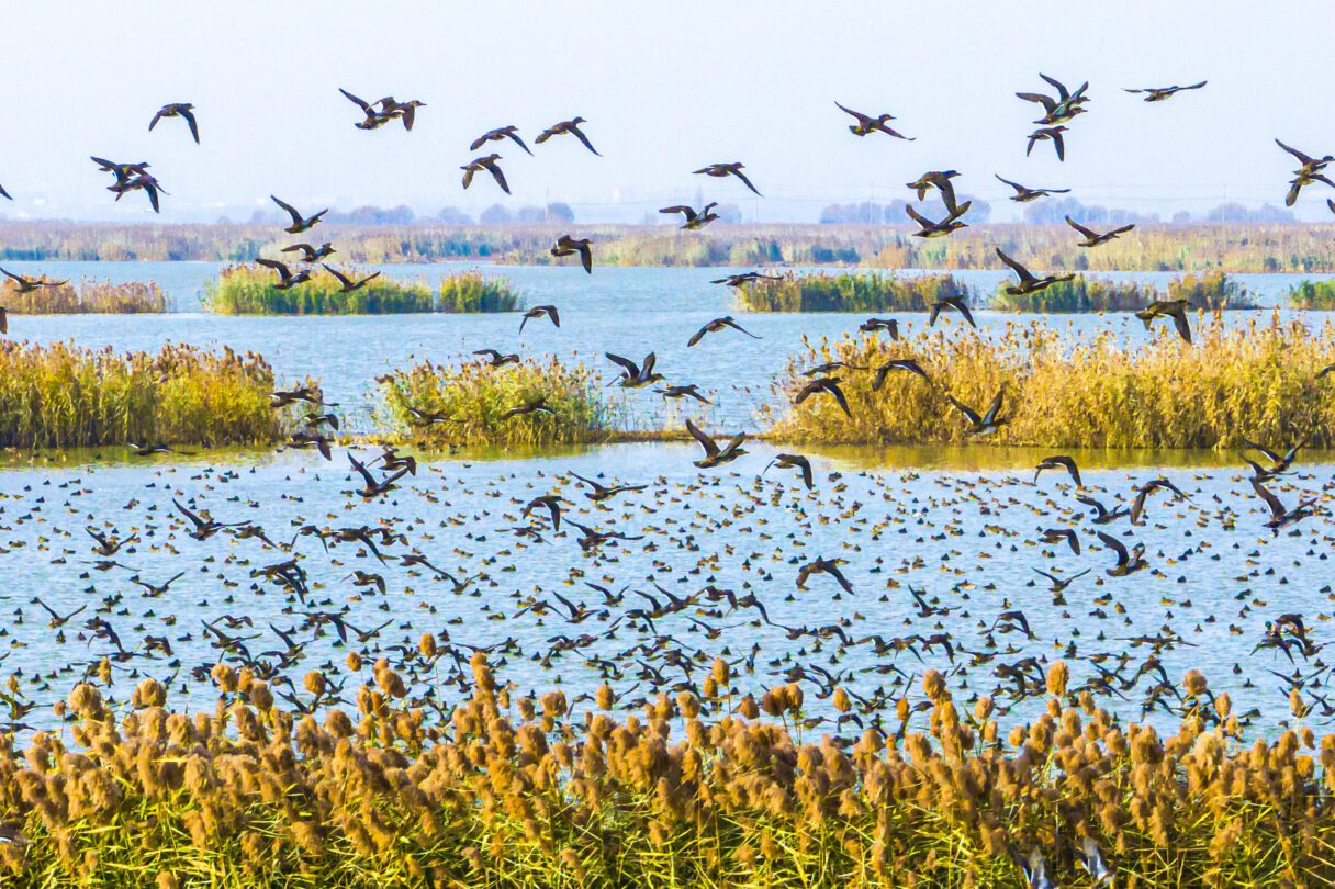 Birds fly above crisp blue water with clumps of yellow grasses on a bright day.