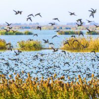 Birds fly above crisp blue water with clumps of yellow grasses on a bright day.