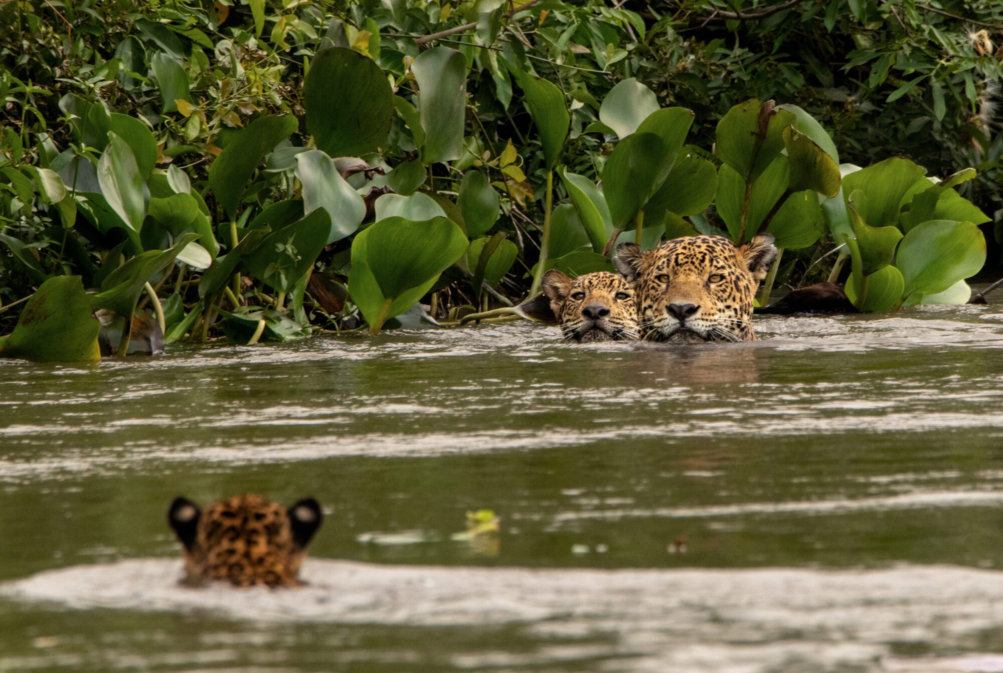3 jaguars swim in water, with vegetation behind them