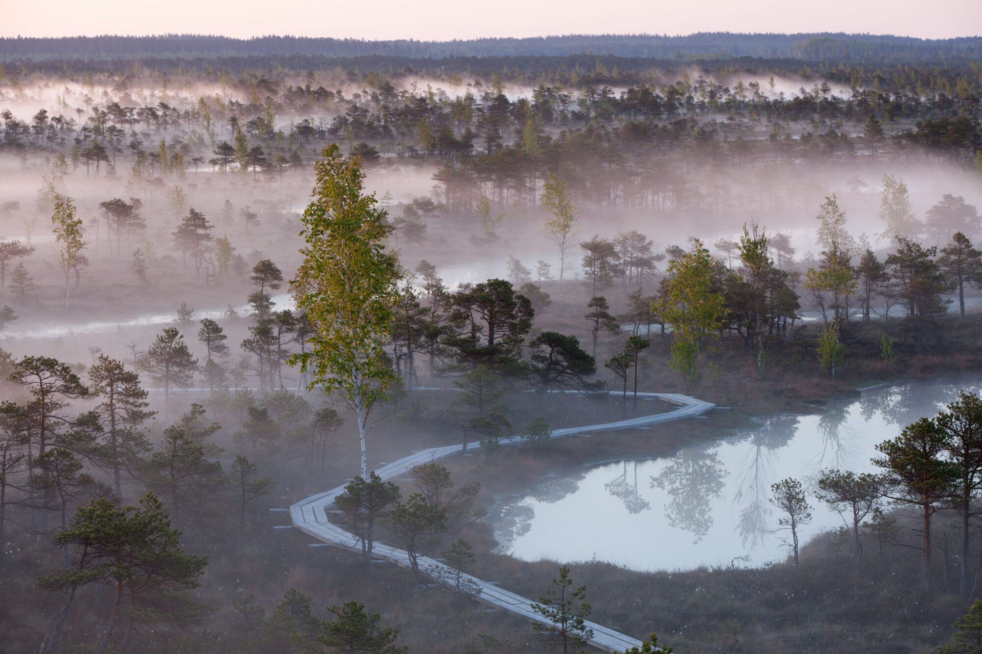 Mist settles on a landscape forest and water