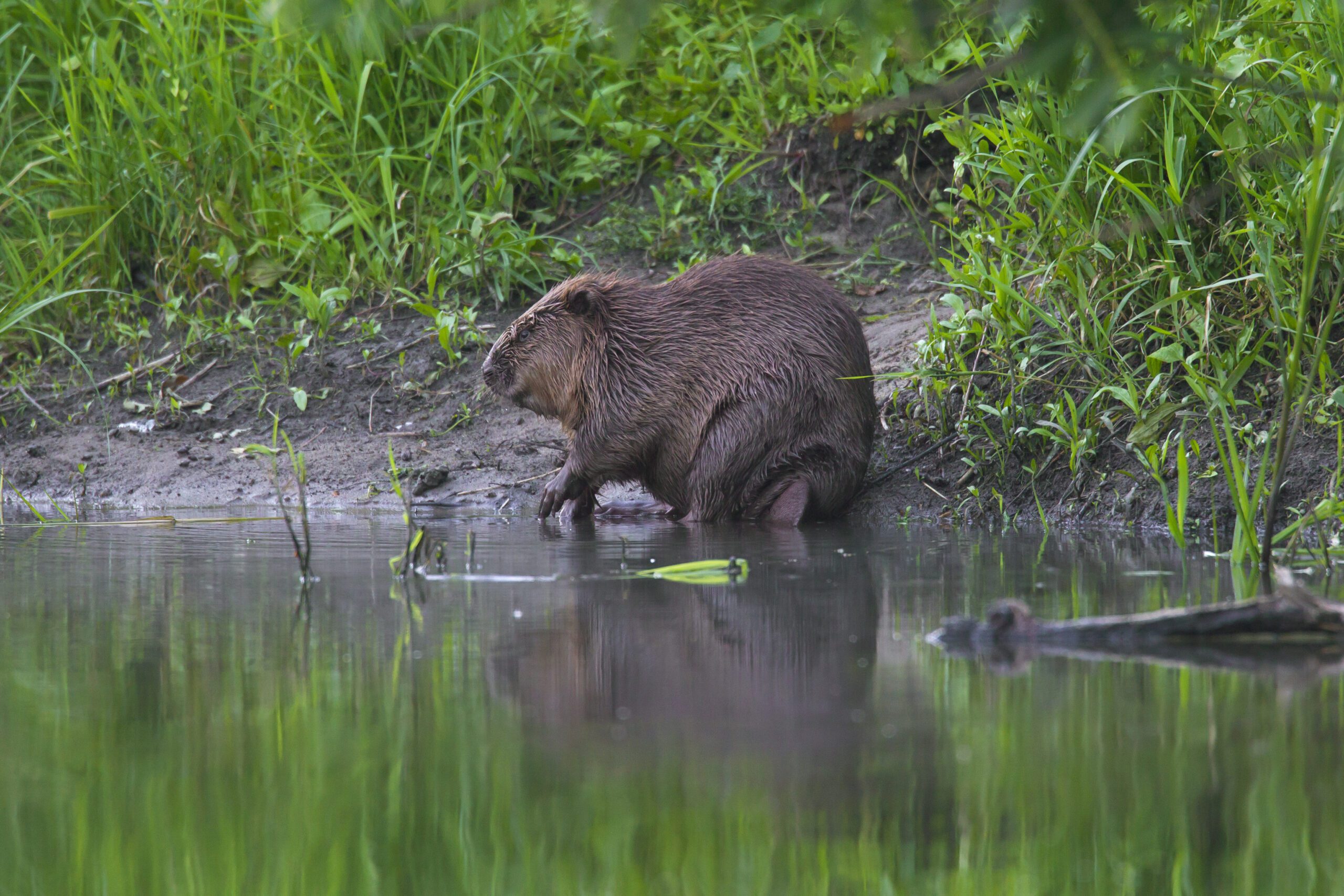 A beaver dips its front paws into water by a grassy riverbank