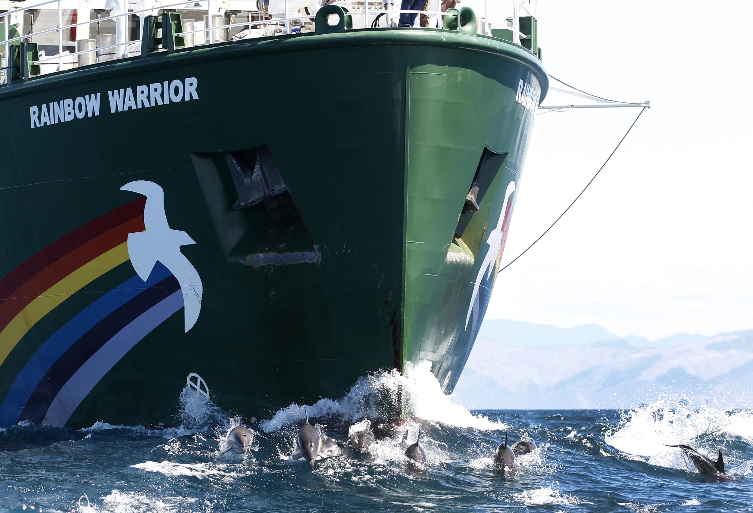 Many dolphins play in the bow wave of the Rainbow Warrior as it cruises through the ocean.