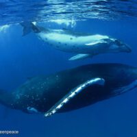 A humpback whale and calf swim just under the surface of a rich blue ocean