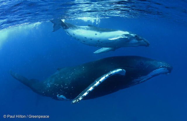 A humpback whale and calf swim just under the surface of a rich blue ocean