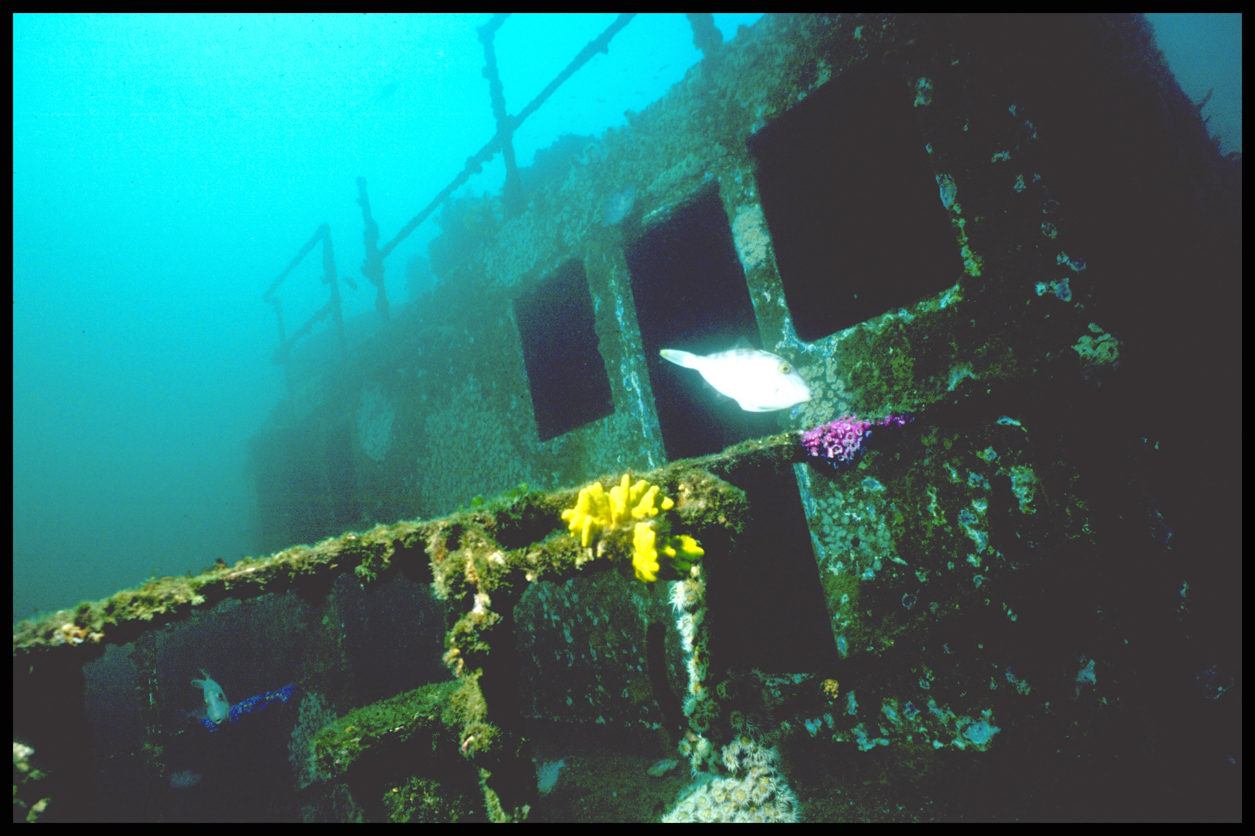 The wreck of the Rainbow Warrior on the seabed. The rails are crusted with coral and seaweed, and fish swim nearby.