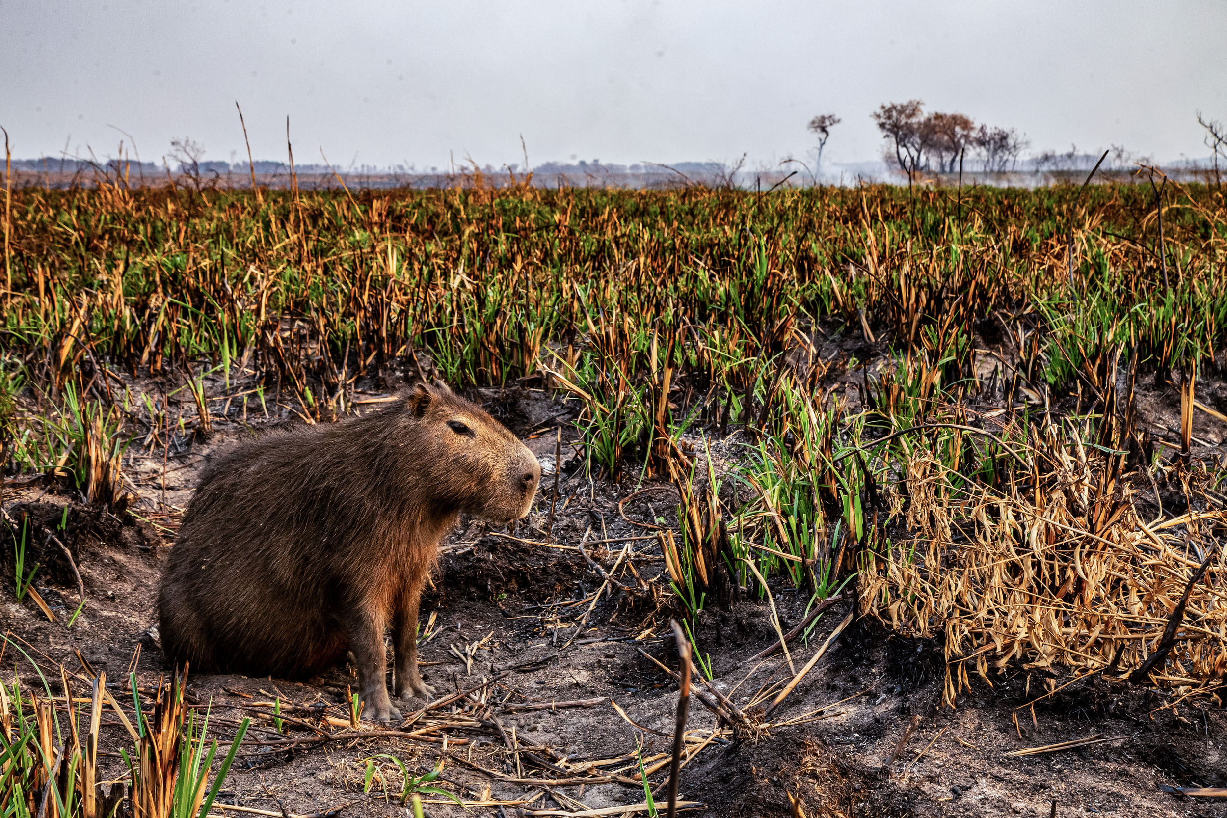 A capybara stands on dry land with crisp golden grasses. Smoke rises into the air on the horizon.