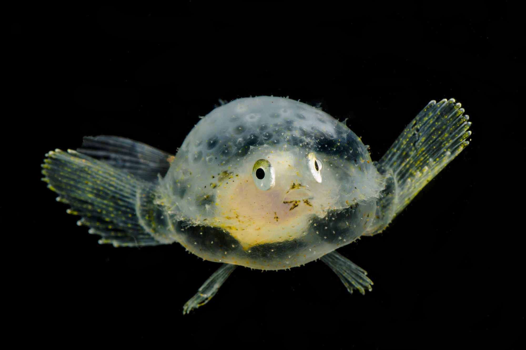 A transluscent flat fish with a greenish yellow fins, a yellow organ visible and googly eyes on either side of its head, against a black background