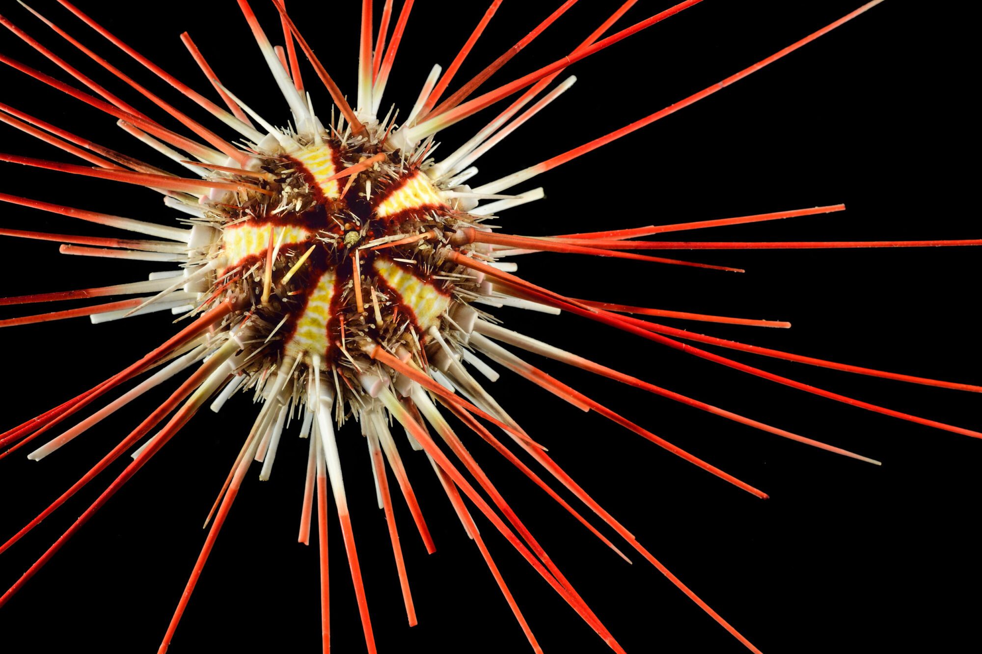 A spiky sea urchin with long red spines coming out at all angles. The central body is a brown ball and the spines are white and yellow where they meet the body