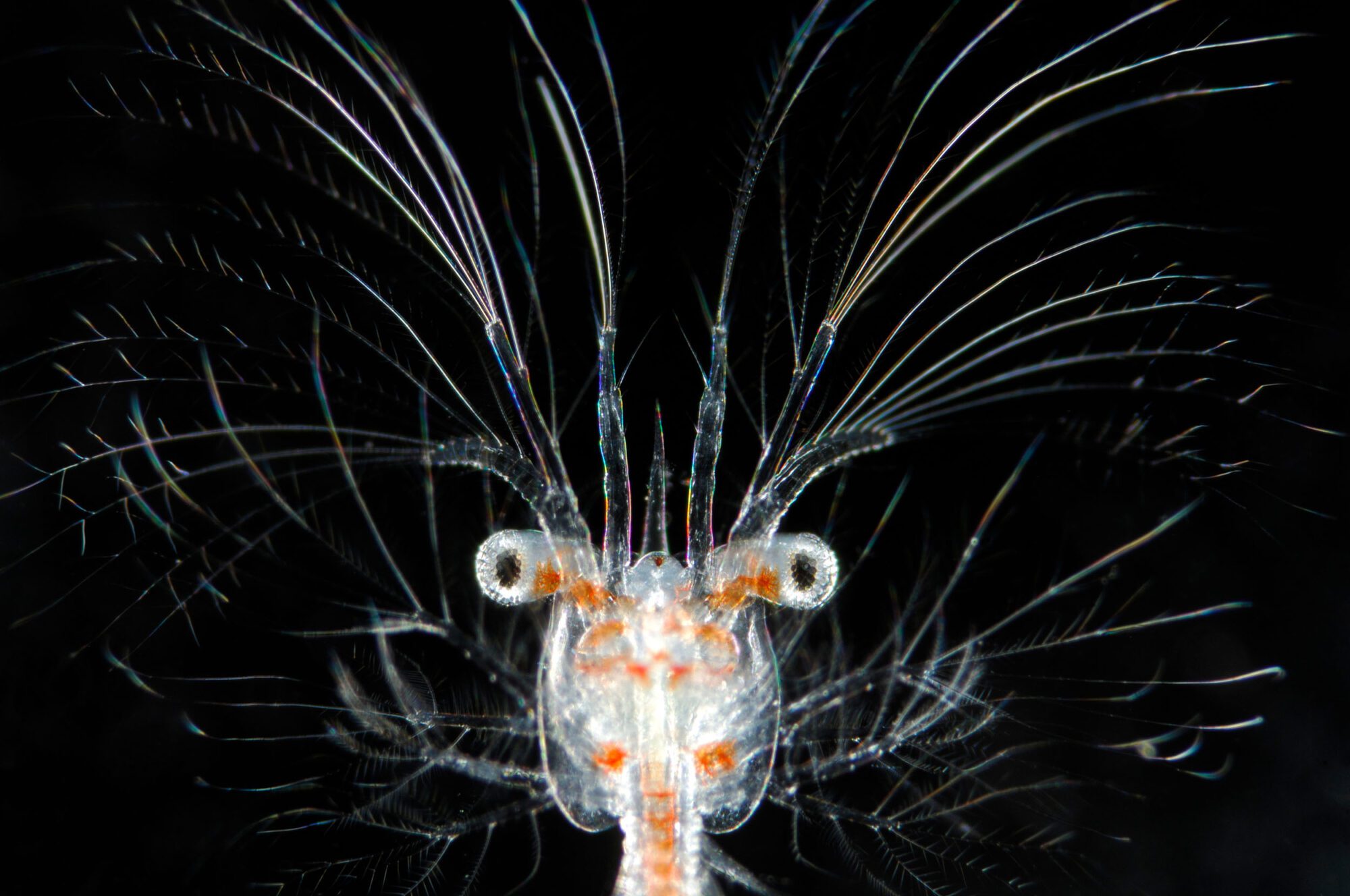 A creature with many tendrils like whiskers coming out of its face, which is orange and white with two googly eyes sticking out either side and a thin "neck", against pitch black