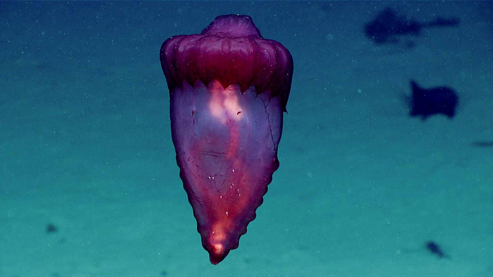 A purple and red elongated triangular creature with a translucent body, within which a white organ and pink intestines can be seen, against a sea blue background