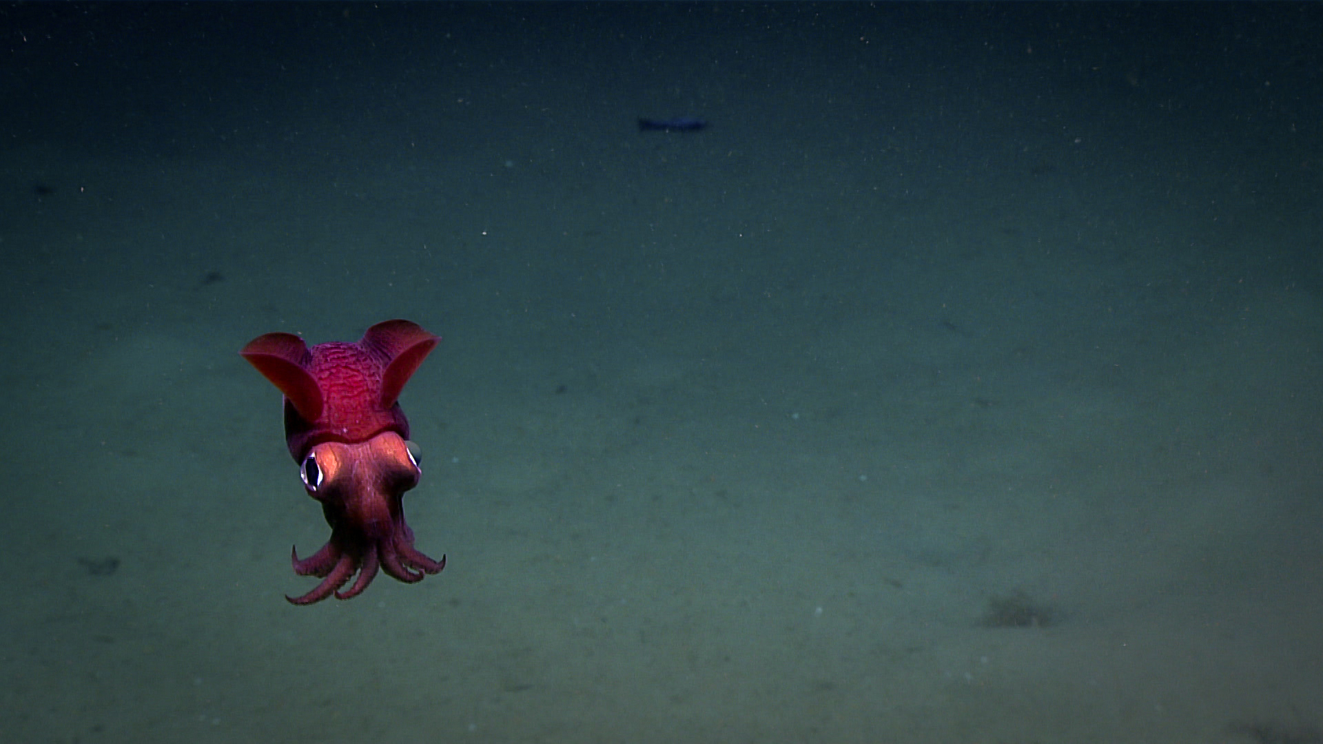 A deep red squid with small tentacles and a pink face with one eye either side, against a deep blue-green background