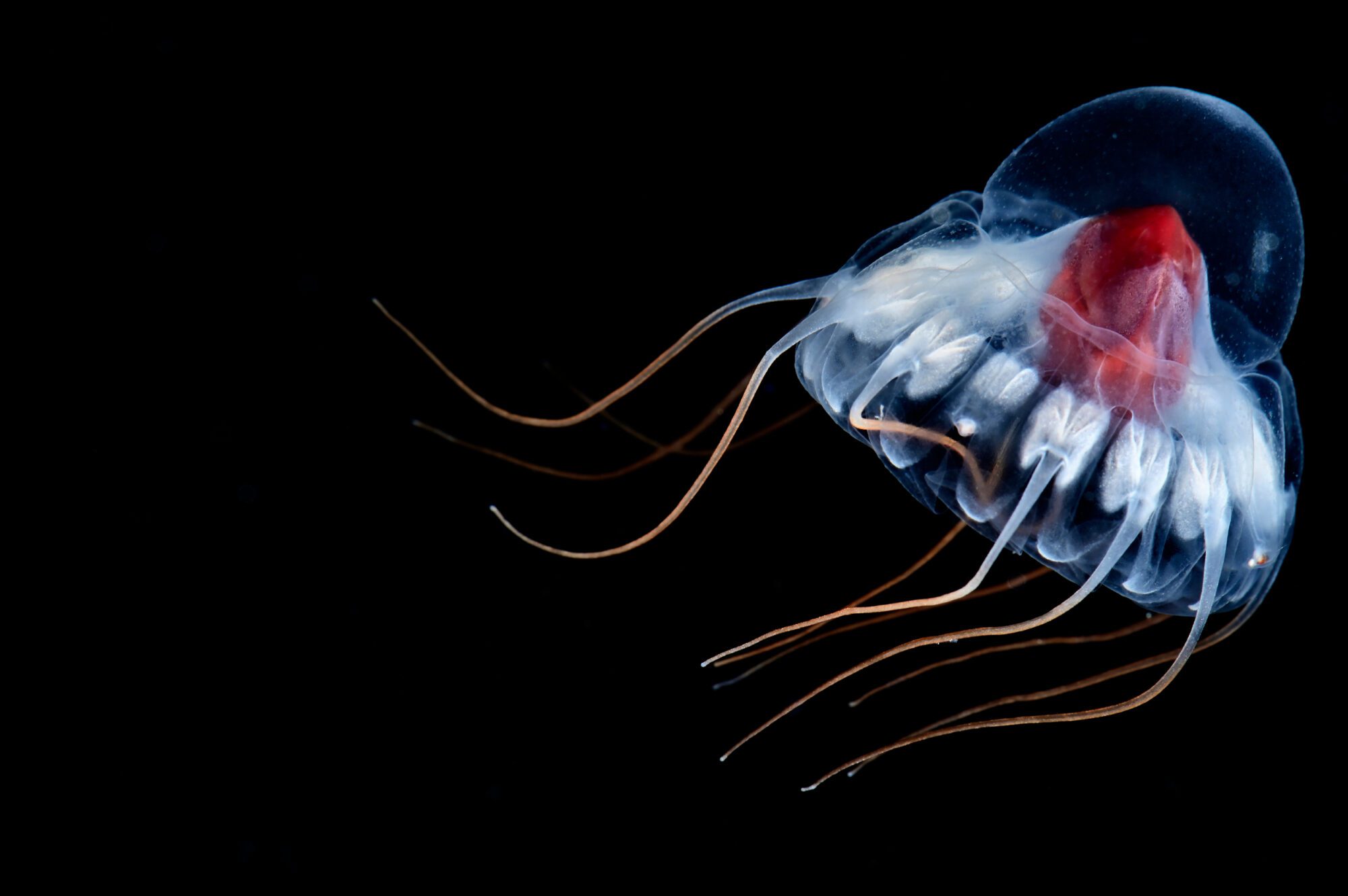 A white jellyfish with a red core and yellow tendrils, with a completely transparent helmet on top