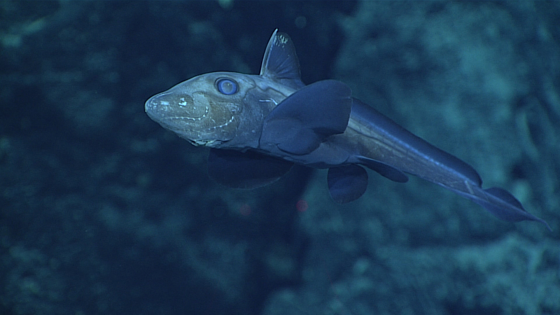 An almost camouflaged grey-white fish against a blue-grey background, with two fins, white face and eyes with silver dots running along it