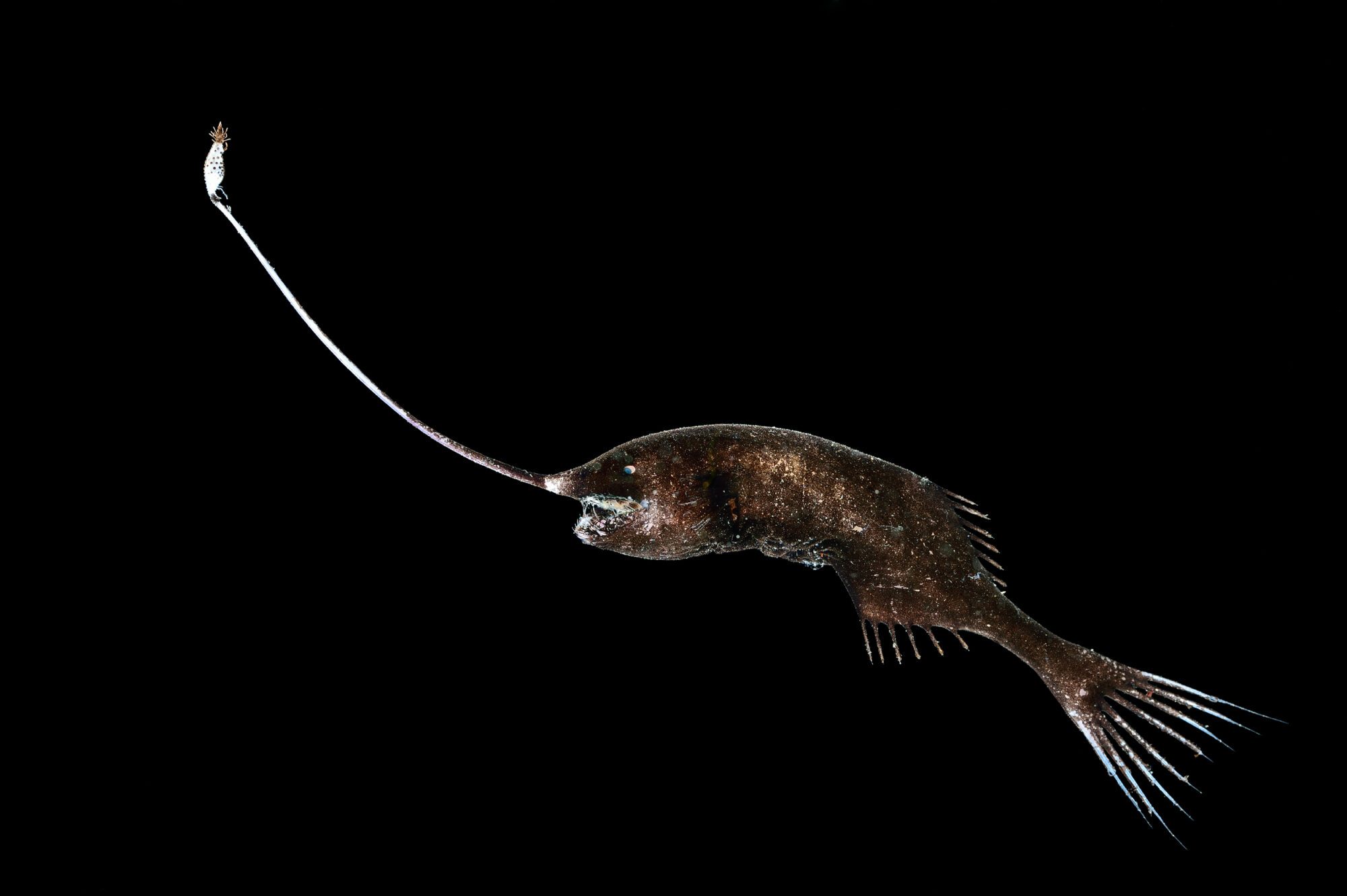 A fish with a long spike coming out of its nose on a pitch-black background