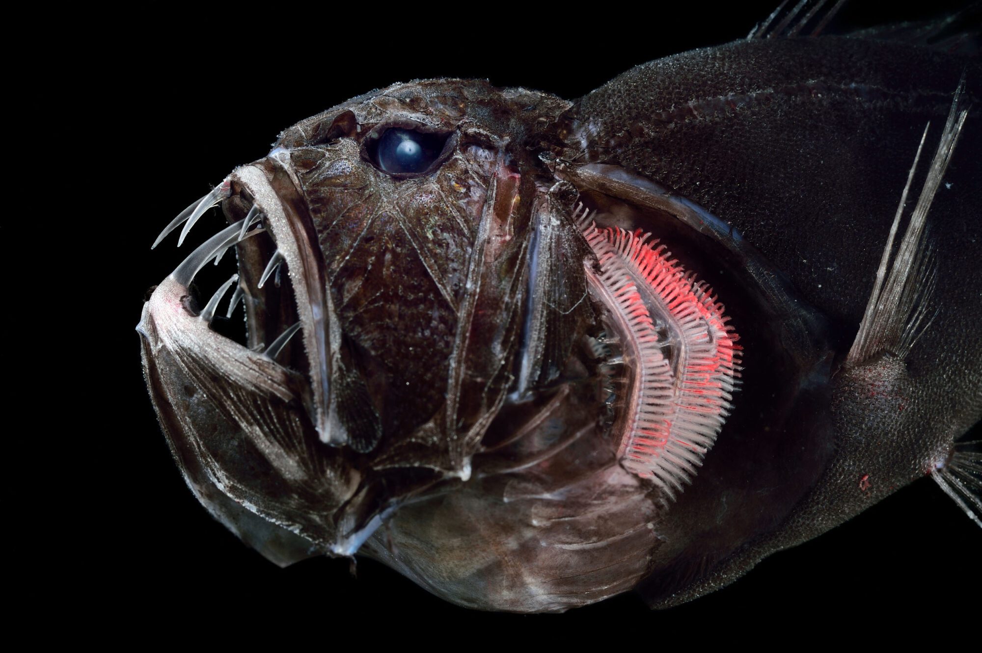 A closeup of a round fish's face in profile, it is completely transparent and you can see the skeleton of the jaws with big teeth and a bright pink organ behind in its neck