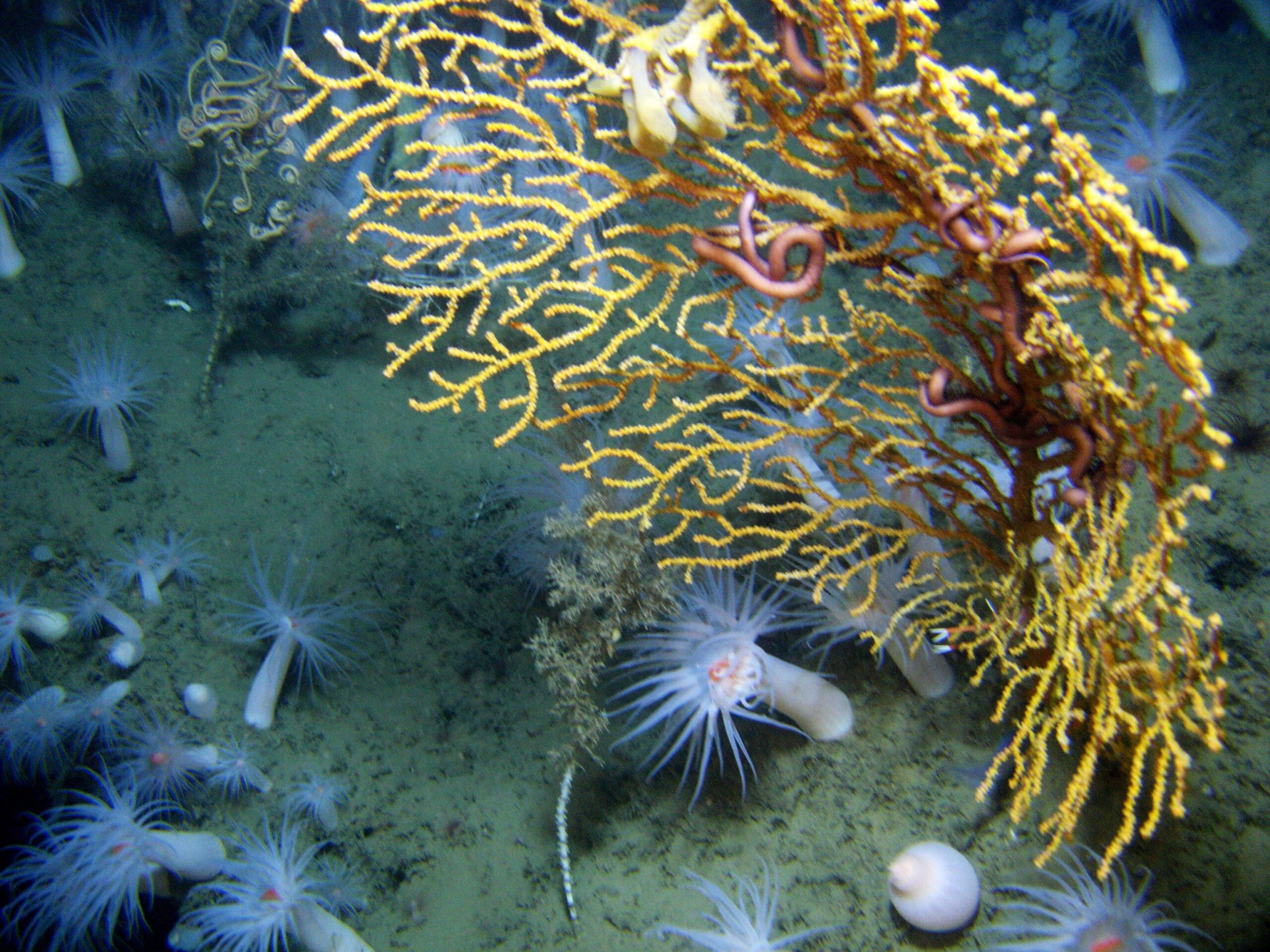 A large bright yellow coral with anemones around, with worm-like creatures trapped inside it