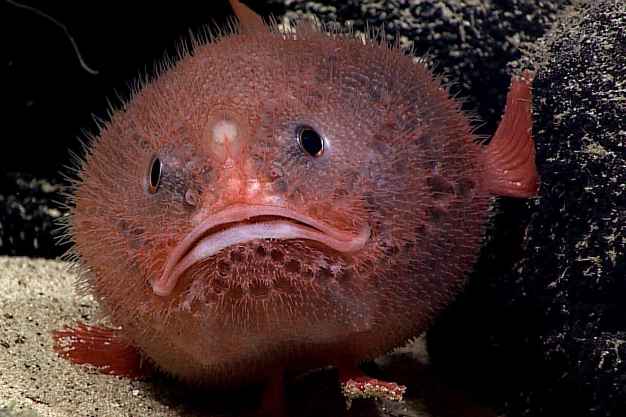 A big round red spiky fish with a "sad face" mouth on the sea floor with darkness all around